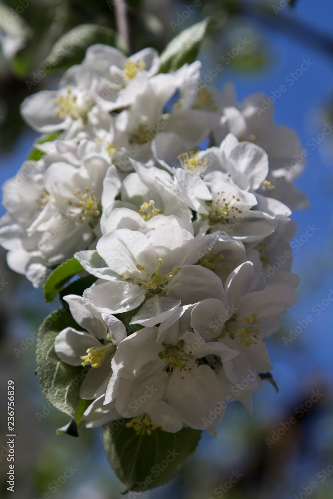 apple blossom apple blossom