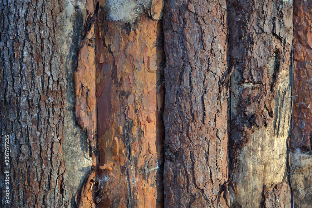 Obraz premium The textured surface of the bark of the old perennial deciduous tree