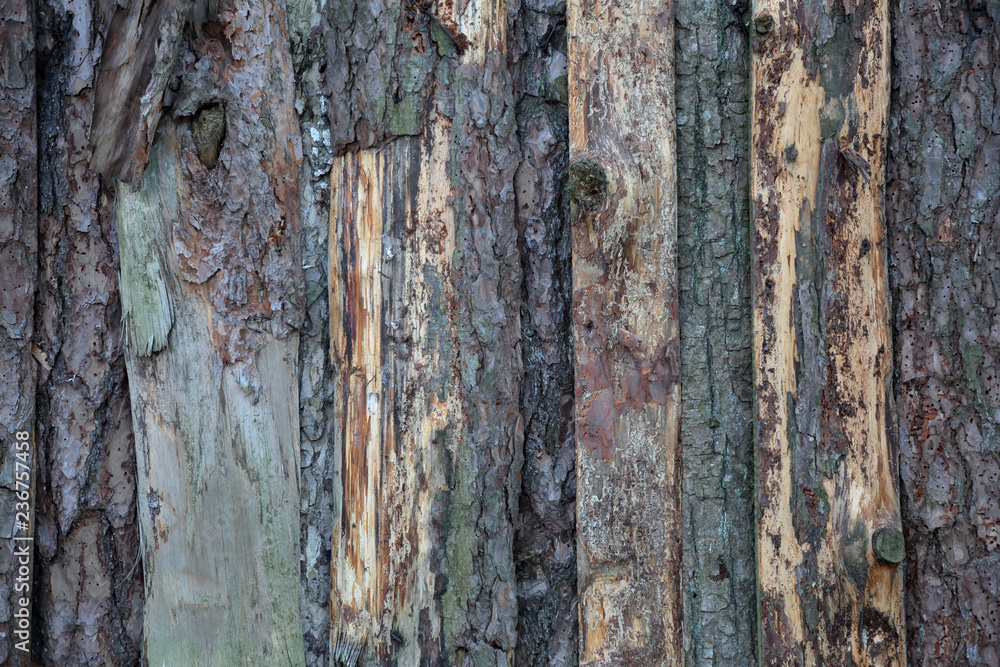 The textured surface of the bark of the old perennial deciduous tree The textured surface of the bark of the old perennial deciduous tree