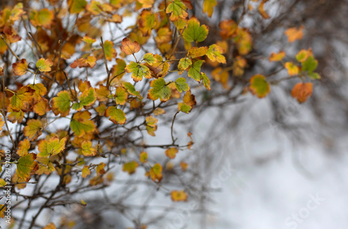 The autumn bush with yellow foliage under the first snow