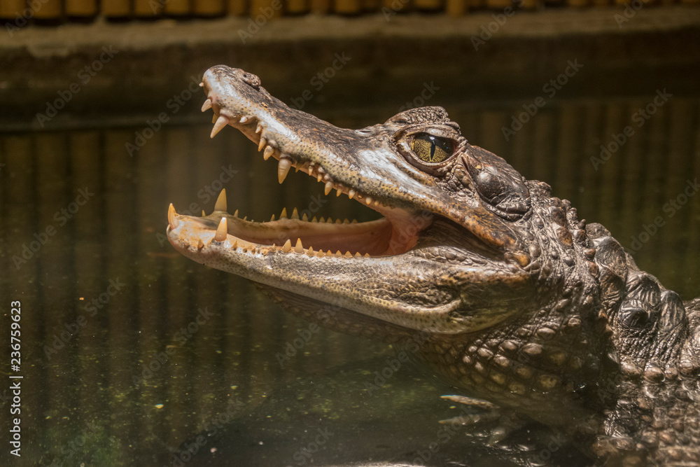 Fototapeta premium Terrifying crocodile head closeup