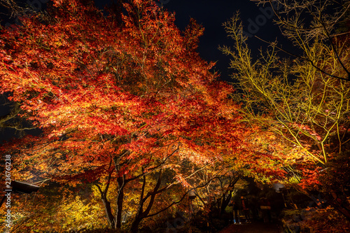 Beautiful Japanese garden named Mifuneyama Rakuen in autumn night view with maple leaves.