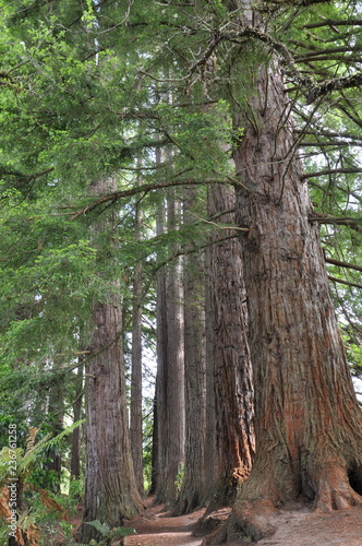 Californian Redwood trees growing in the Redwood Memorial Grove  Rotorua  New Zealand