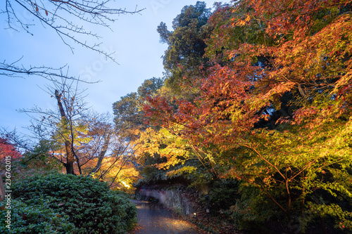 Beautiful Japanese garden named Mifuneyama Rakuen in autumn night view with maple leaves. photo