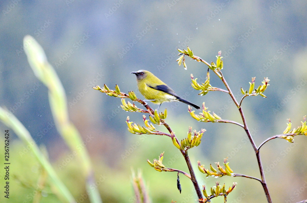 Bellbird in the wild on the South Island in New Zealand. Bellbird in the wild on the South Island in New Zealand.