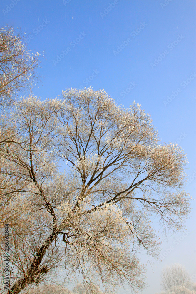 rime tree branches under the blue sky background rime tree branches under the blue sky background