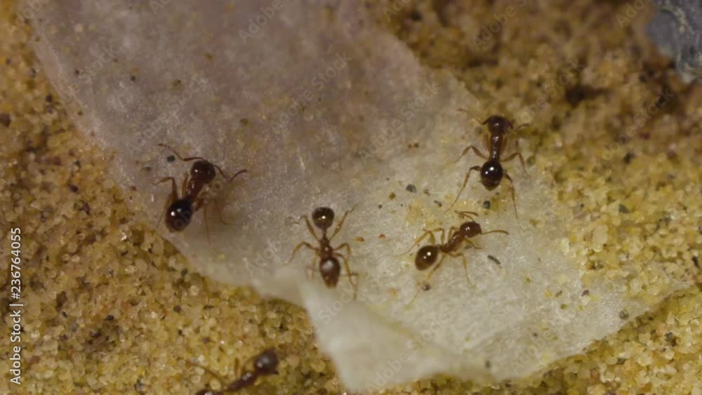 Ants eating sugar water close up Ants eating sugar water close up