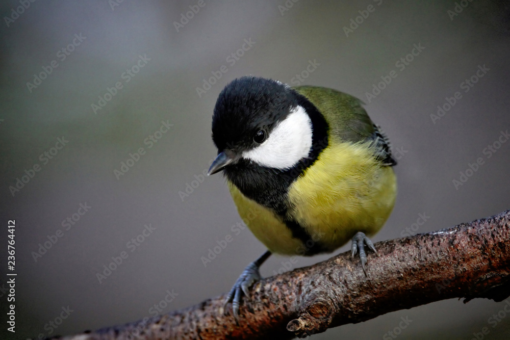 Fototapeta premium Great Tit