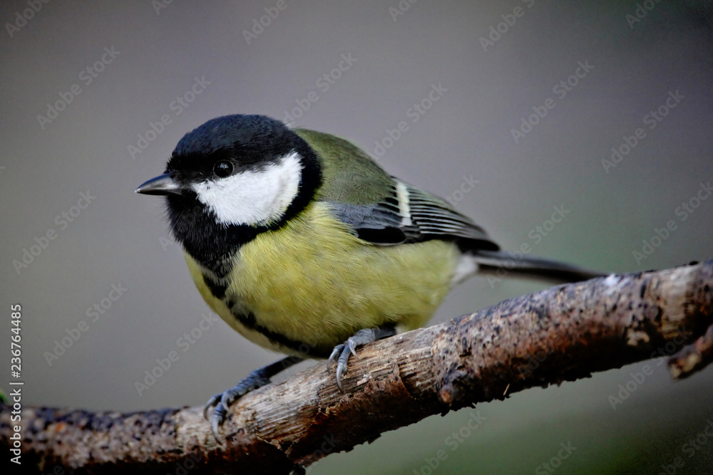 Great Tit Great Tit