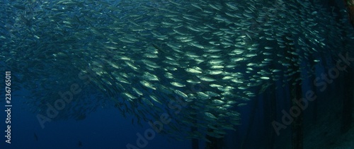 Large shoal of fish, Blacktip sardinella (Sardinella melanura) ripples and sways under a jetty, Raja Ampat, Indonesia