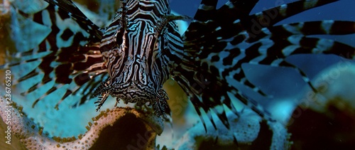 A black lionfish, Pterois volitans, is hiding in a coral reef, facing to the camera, Raja Ampat, Indonesia
