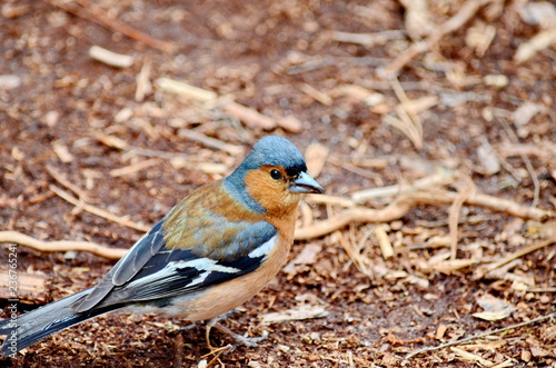 Common Chaffinch - male