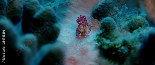 A flabellina  Flabellina sp.  Crawling in a coral reef  Raja Ampat  Indonesia
