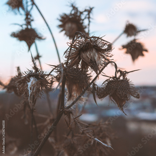 Plant with sunset in backgroud