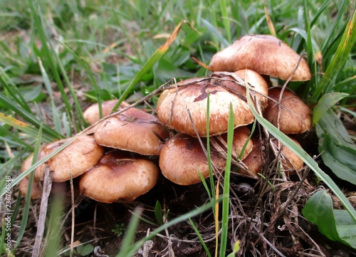 Gros plan d'un groupe de champignons beiges dans l'herbe  photo