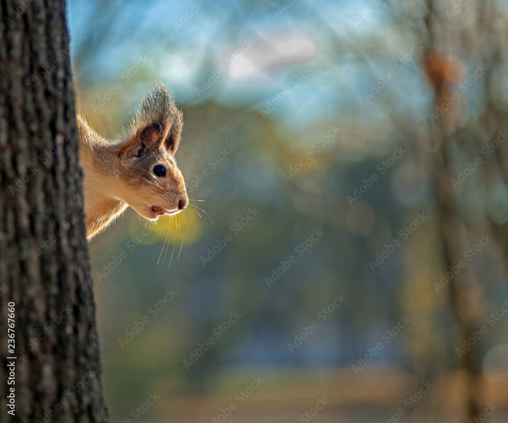 Squirrel sitting on a tree trunk with a blurred background