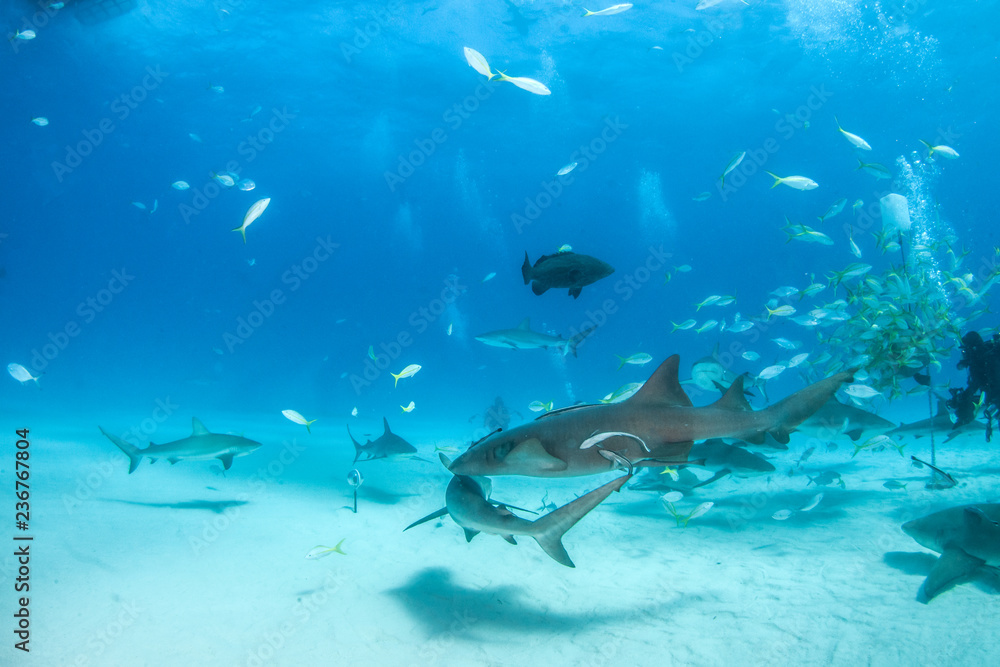 Nurse shark and caribbean reef sharks at the Bahamas Nurse shark and caribbean reef sharks at the Bahamas