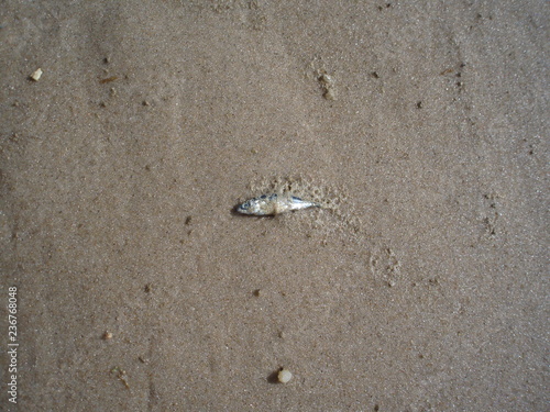 Wallpaper Mural Dänemark  Torontodigital.ca