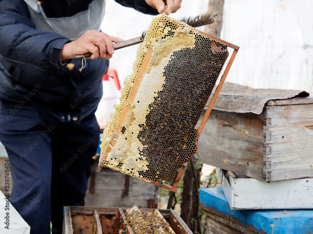 Wooden frame with honeycomb and bees taken from the hive, hands of beekeeper hold the hive a wooden frame with honeycomb and cleaning it. Collect honey. Beekeeping and trypophobia concept. Wooden frame with honeycomb and bees taken from the hive, hands of beekeeper hold the hive a wooden frame with honeycomb and cleaning it. Collect honey. Beekeeping and trypophobia concept.