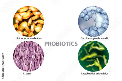 Four popular types of bacteria probiotics: L. casei, Saccharomyces boulardii, Bifidobacterium bifidus, Lactobacillus acidophilus. photo