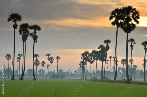 Landscape of the rice field in Thailand at sunrise. The rice is germinated in the fields of Thailand. Sugar palm trees in rice field at sunrise in the morning fog.