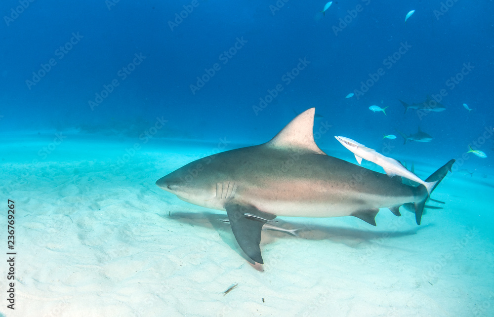 Fototapeta premium Bull shark at the Bahamas