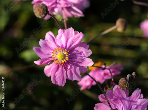 beautiful flowers in nature in the botanical garden