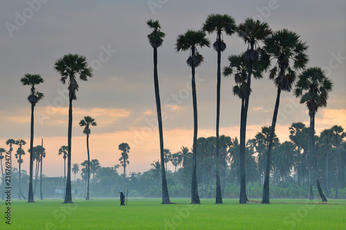 Landscape of the rice field in Thailand at sunrise. The rice is germinated in the fields of Thailand. Sugar palm trees in rice field at sunrise in the morning fog.