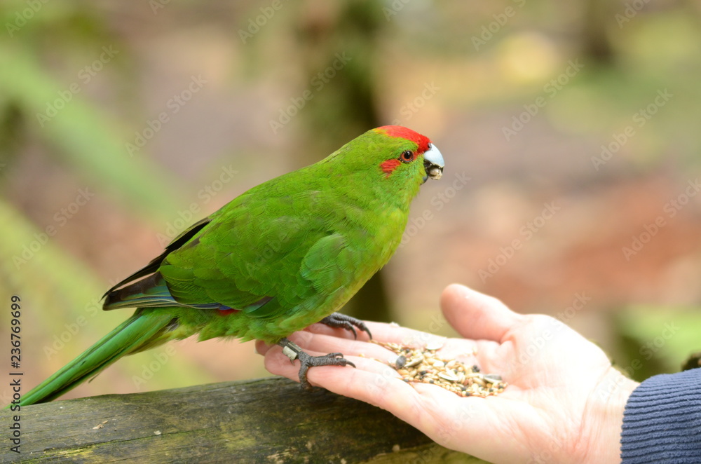 Red-crowned Parakeet, New Zealand