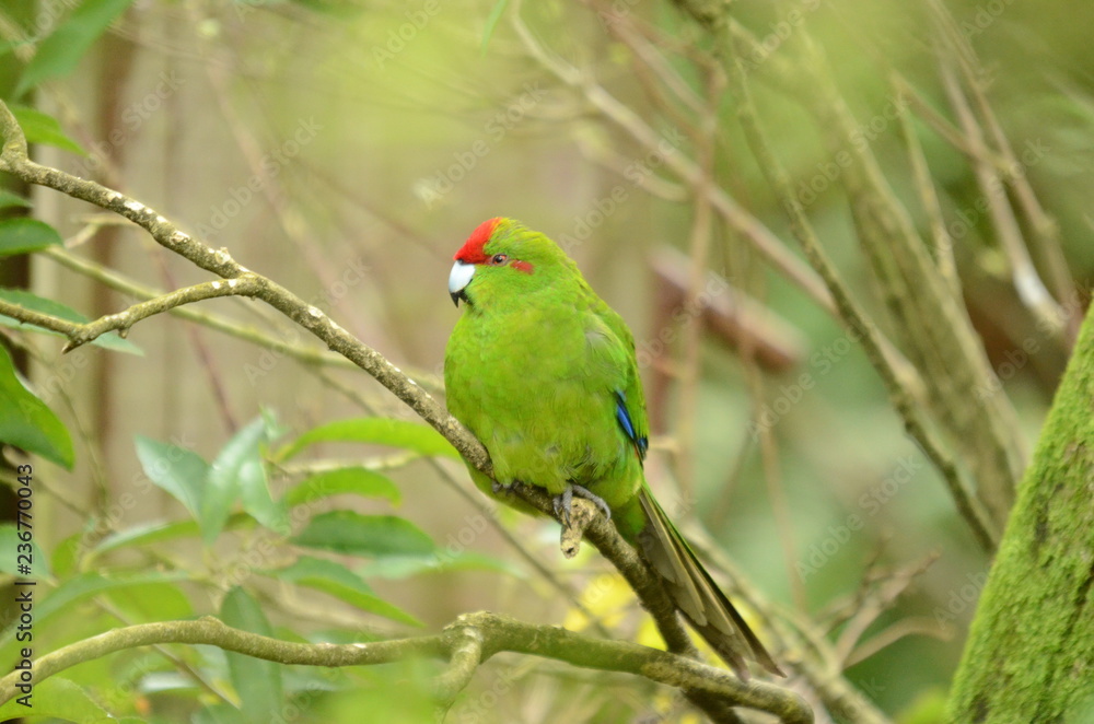 Red-crowned Parakeet, New Zealand