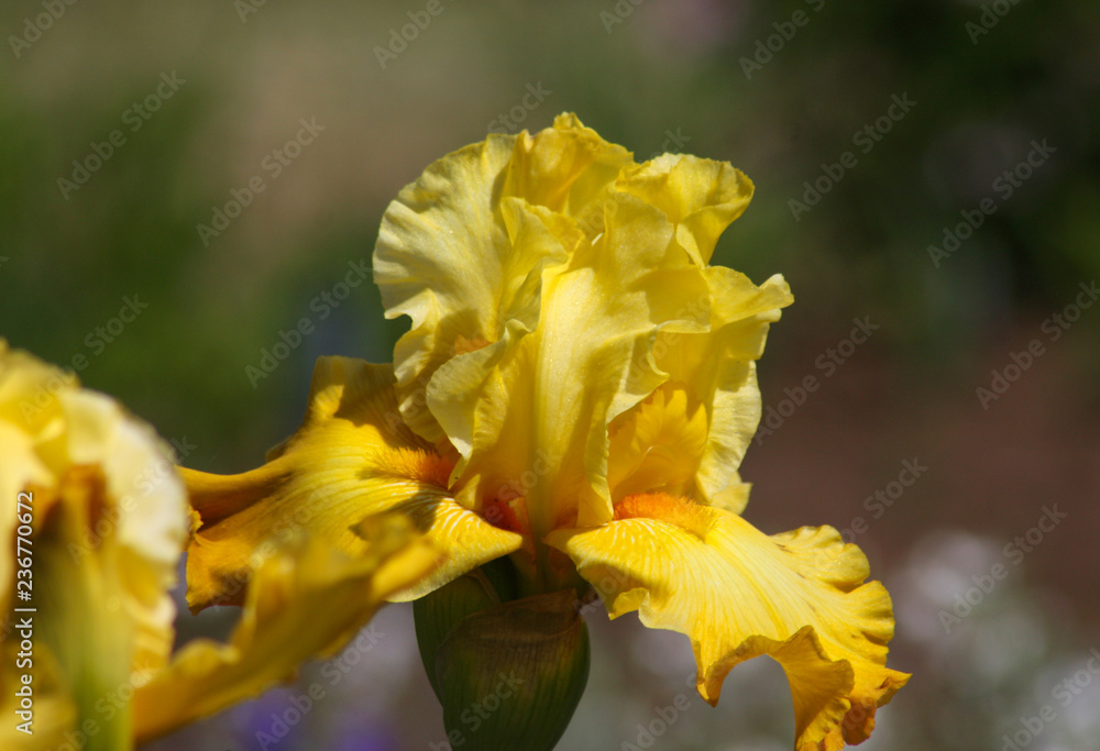 beautiful flowers in nature in the botanical garden beautiful flowers in nature in the botanical garden