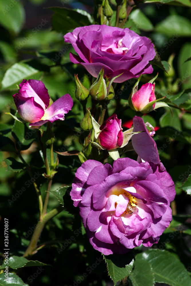 beautiful flowers in nature in the botanical garden