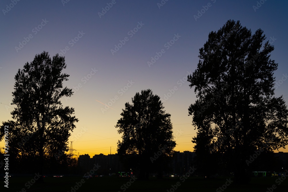Autumn landscape. Golden leaves on trees in the sun. Sunset