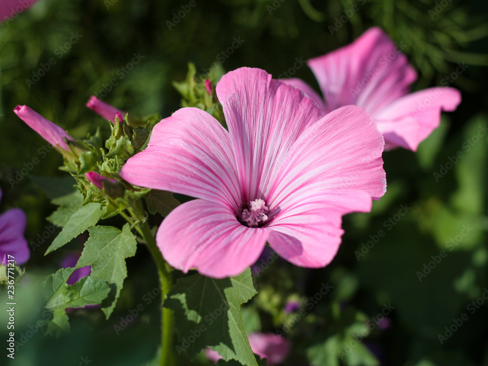 beautiful flowers in nature in the botanical garden beautiful flowers in nature in the botanical garden