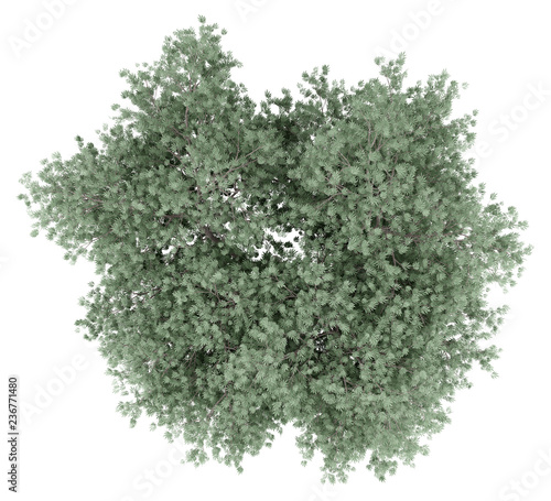 olive tree isolated on white background. top view