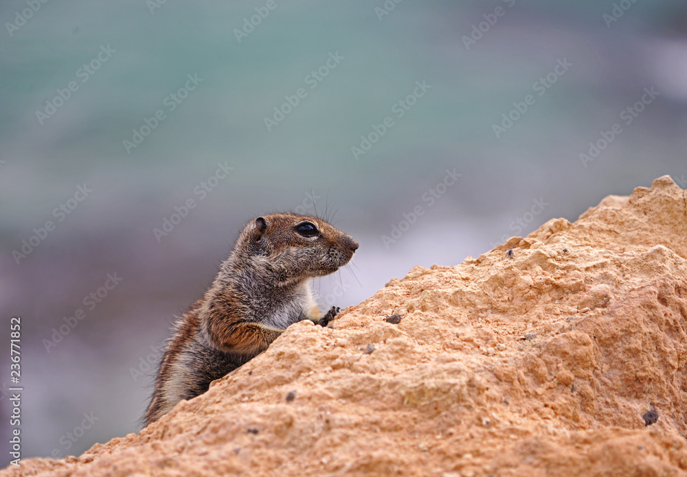 Streifenhörnchen auf Teneriffa Streifenhörnchen auf Teneriffa