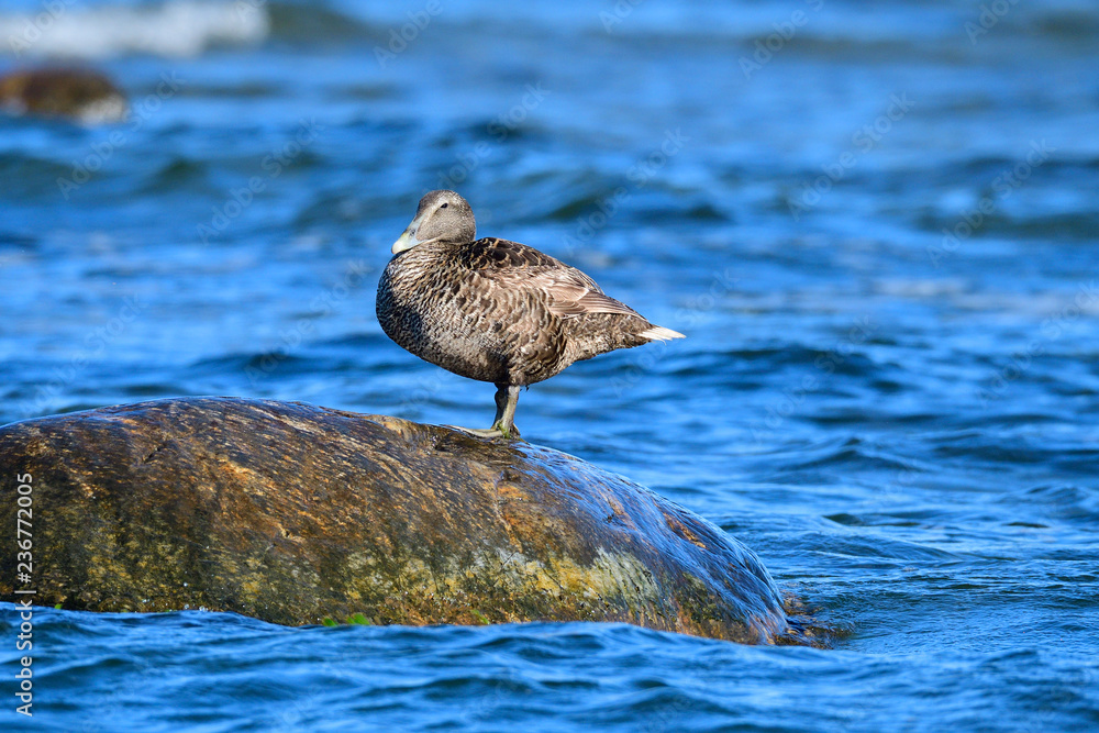 Eiderente im Herbst an der Ostsee Eiderente im Herbst an der Ostsee