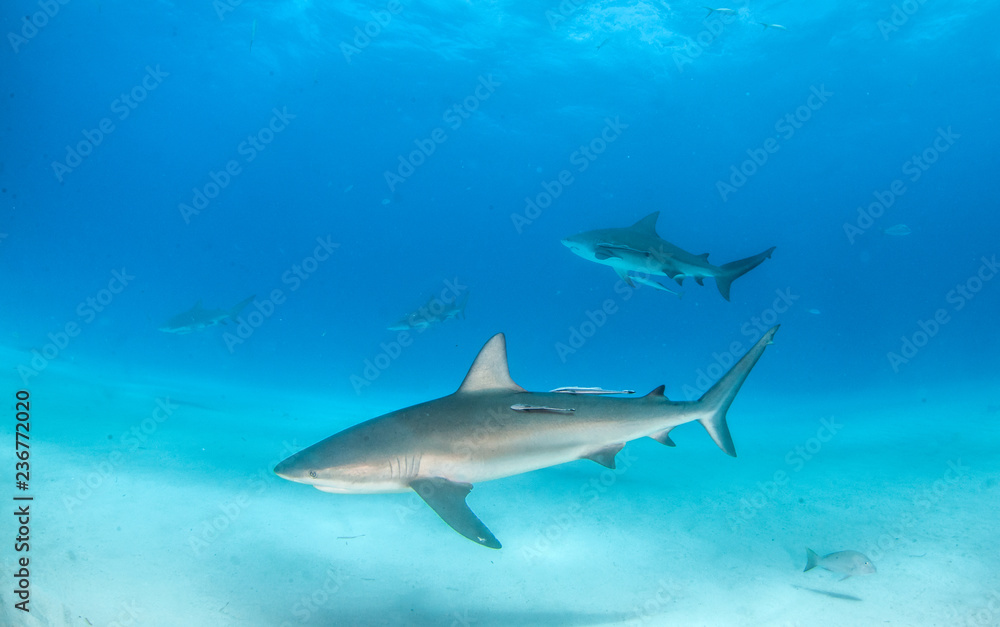 Fototapeta premium Caribbean reef shark at the Bahamas