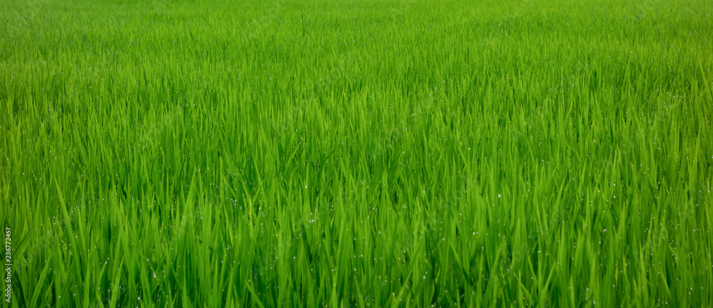 beautiful rice field in the morning with dew drops on rice leaves beautiful rice field in the morning with dew drops on rice leaves