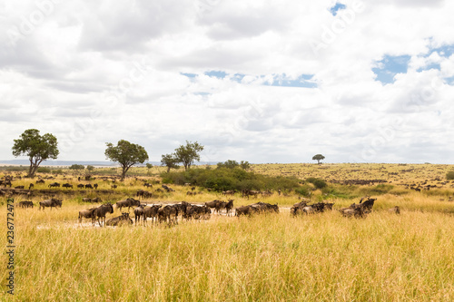 Great migration on the Serengeti plains. Masai Mara, Africa (Rev.2)