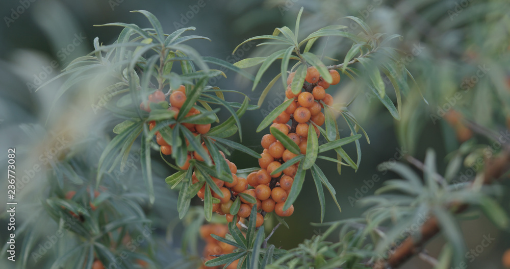 Fototapeta premium Closeup sea buckthorn berries on the bush