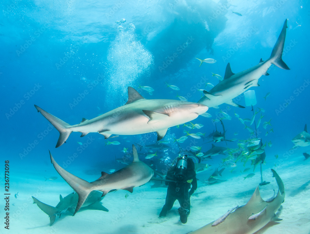 Obraz premium Caribbean reef shark at the Bahamas