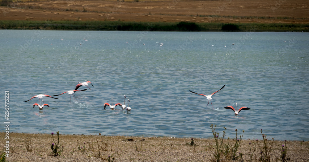 flamingos in salt lake