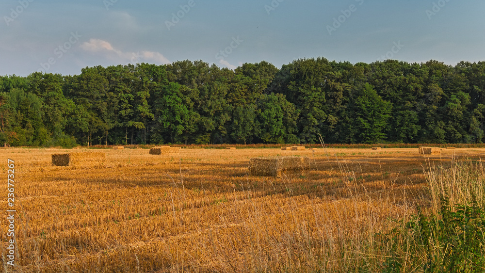 agriculture landscape grain scene