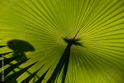 palm leaves background