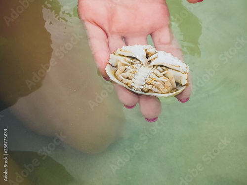 Картината върху платно white Ghost Crab Beach on the island