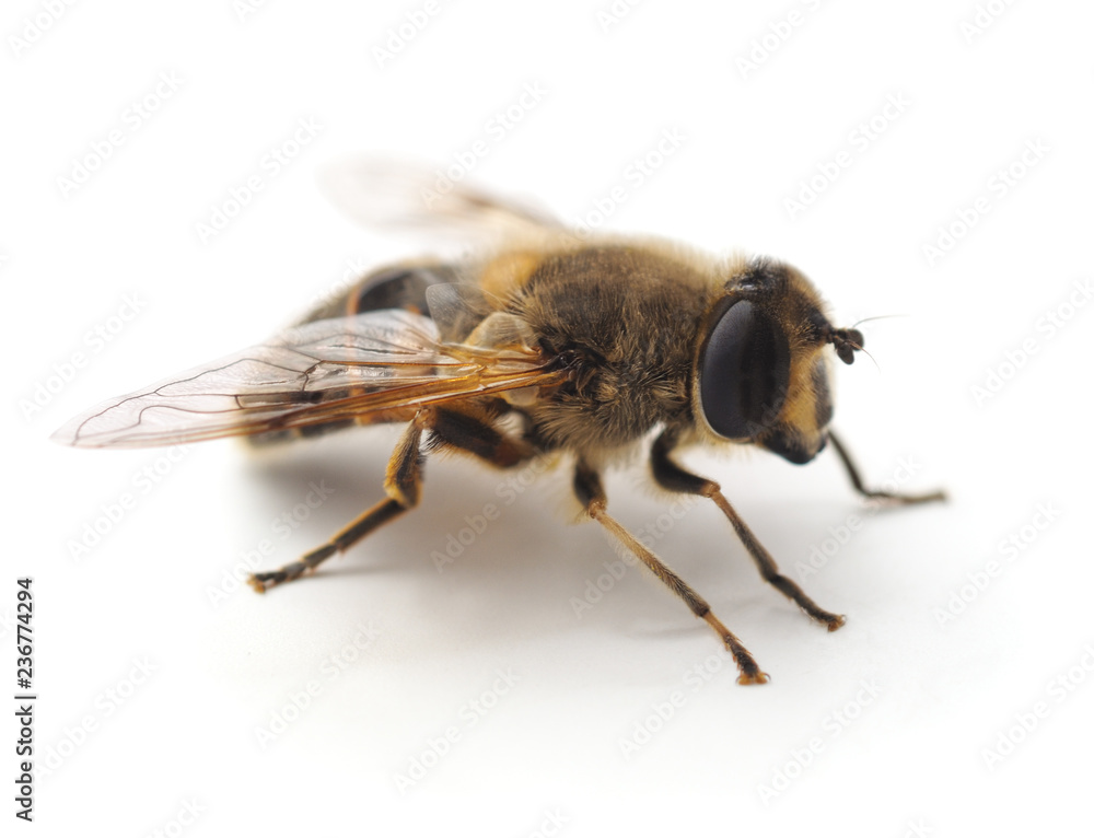 One small bee. One small bee.