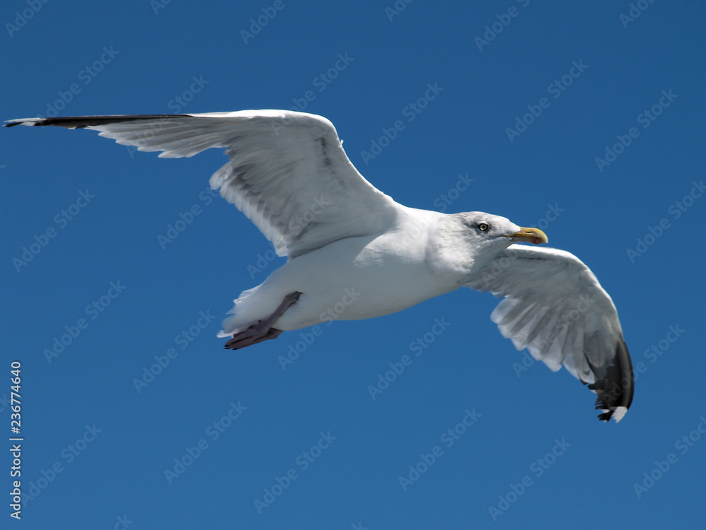 Fototapeta premium Möwe über dem Fehmarnsund
