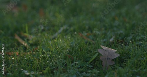 Closeup green grass with fallen leaves in the morning