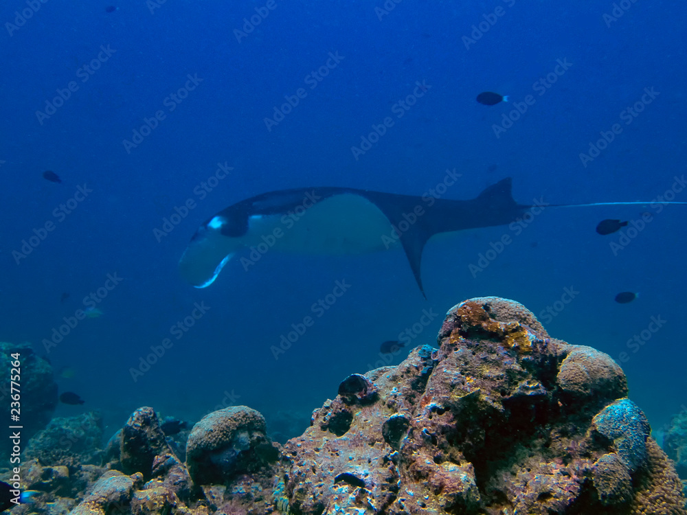 Fototapeta premium A giant oceanic Manta Ray (Manta birostris) in the Indian Ocean